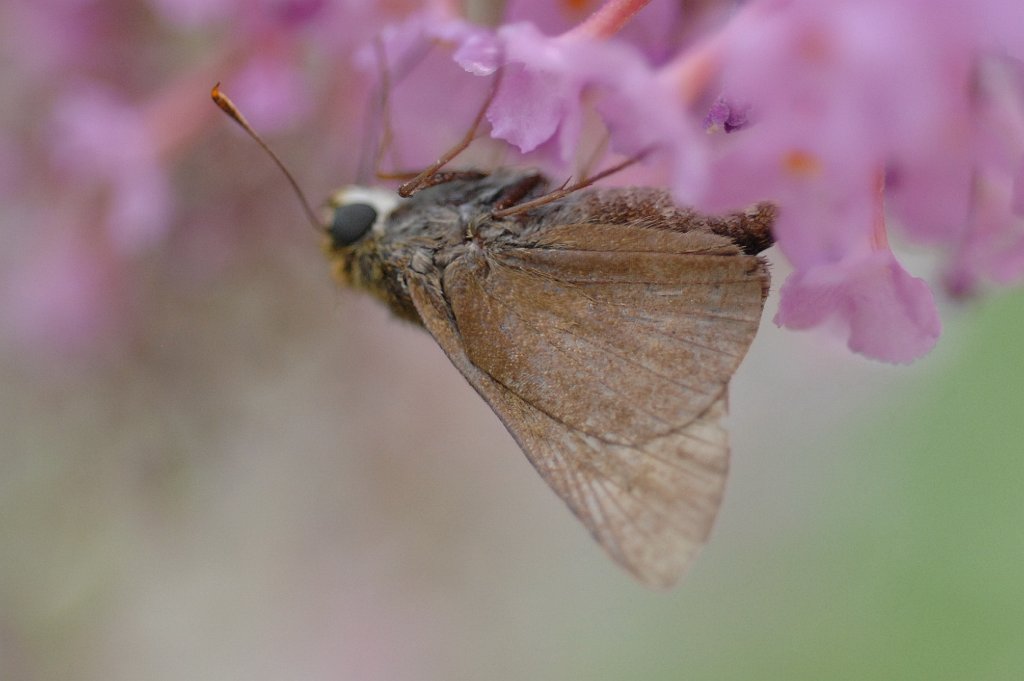 057 2011-08033971 Broad Meadow Brook, MA.JPG - Dun Skipper (Euphyes vestris). Broad Meadow Brook Wildlife Sanctuary, MA, 8-3-2011